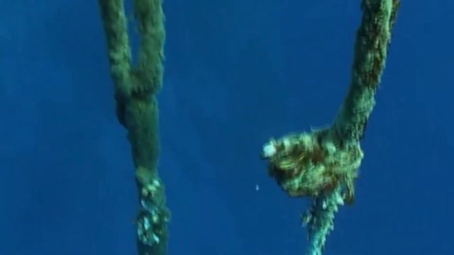 Чудесное спасение акулы смотреть онлайн