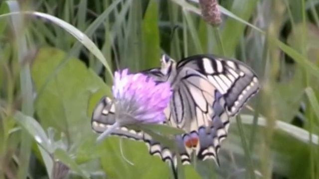 Papilio machaon (Papilionidae-Lepidoptera) смотреть онлайн