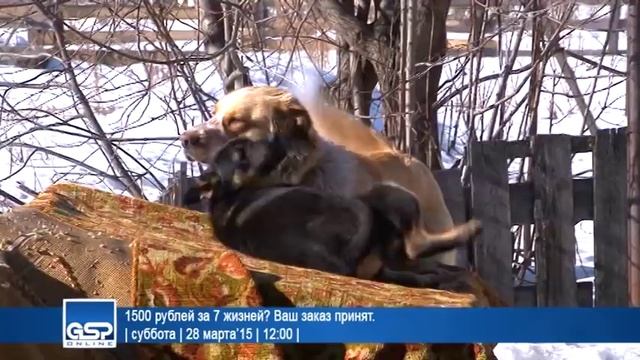 1500 рублей за 7 жизней? Ваш заказ принят. | 28 марта’15 | 12:00 смотреть онлайн