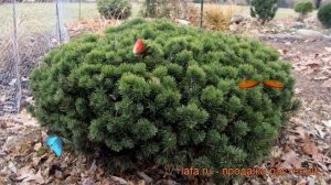 Сосна горная Мопс (pinus mugo mops) ? горная сосна Мопс обзор: как сажать, саженцы сосны Мопс