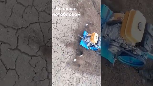Вспашка мотоблоком Нева мб2 ширина фрез 120-170 на видео 170см. Работем по предварительной записи смотреть онлайн
