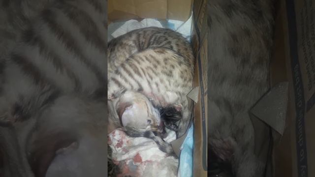 как рожает бенгальская кошка смотреть онлайн