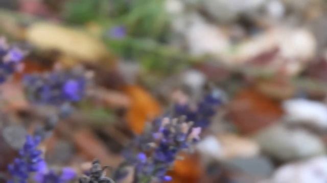 Языкан обыкновенный (нем. Taubenschwänzchen) (анг. Hummingbird hawk-moth) смотреть онлайн