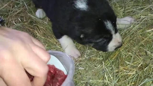 Puppy CAS Female-5/ Щенок САО-сука-5 смотреть онлайн