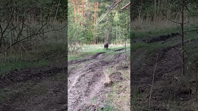 Кабан СЕКАЧ ничего не боится смотреть онлайн