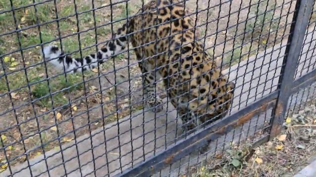 Пятнистый супер красавчик! Тайган смотреть онлайн