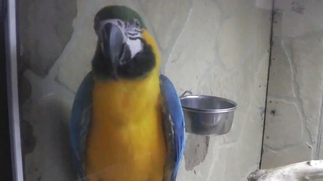 дом обезьян смотреть онлайн