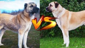 Гампр против Кангала//Кто сильнее//Батл собак//Сравнение двух собак//