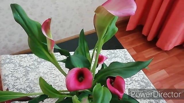 Моё новое чудо - КАЛЛА!/ Калла Уход в Домашних Условиях.(Основные моменты)