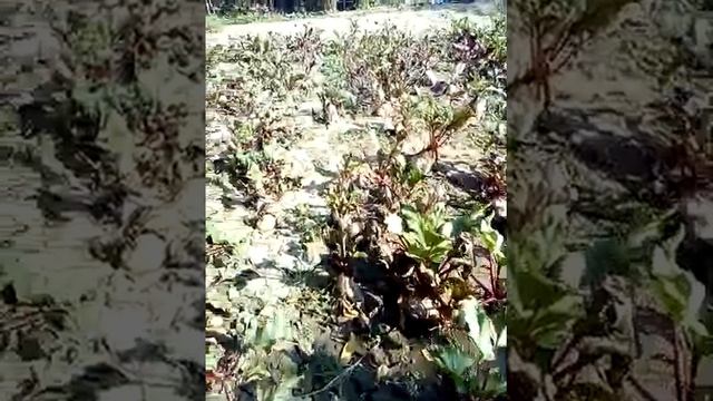 на даче Как вырастить свеклу. большая и малика смотреть онлайн