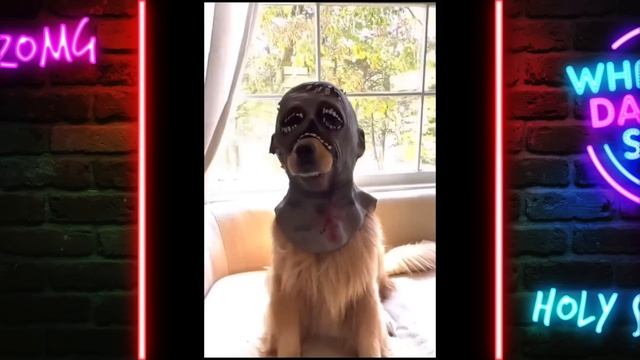 Especial Halloween! Flacas disfrazadas como P$%AS! смотреть онлайн