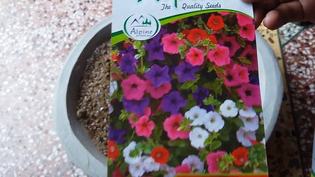 35. How to grow cineraria and petunia seeds.? смотреть онлайн