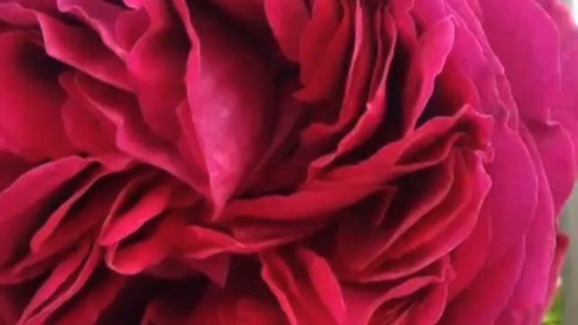 Роза Фальстаф. смотреть онлайн