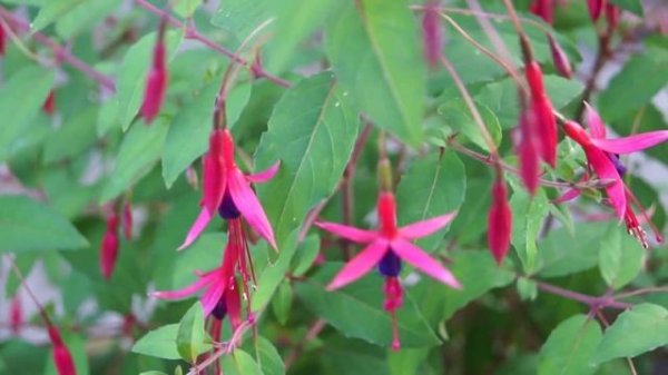 Fuksja magellańska/Fuchsia magellanica Gracilis