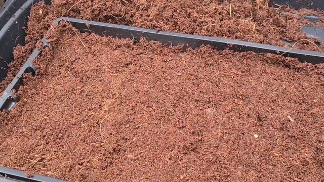 How to grow Gypsophila смотреть онлайн