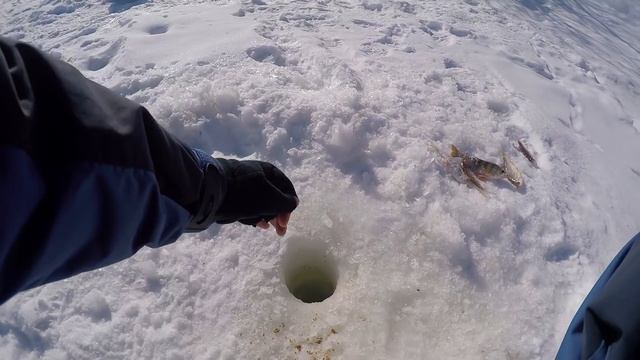 Хороший клёв весенней плотвы на мормышку с мотылём, малая речка - "Весенний клёв" смотреть онлайн