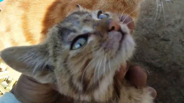 Sand Cat Feeling Upset || Sand Cat The King Of The Desert