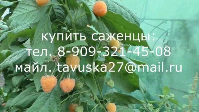 Ярославна, ремонтантная малины с янтарной ягодой смотреть онлайн