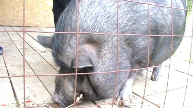 Мини хрюша "Фунтик" смотреть онлайн