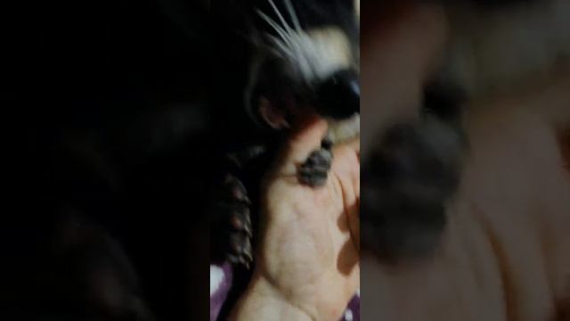 лучший друг домашнее животное енот (4) смотреть онлайн