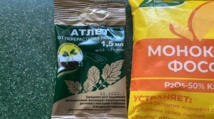 Атлет и Фосфор для рассады помидора/Рассада помидора 2022