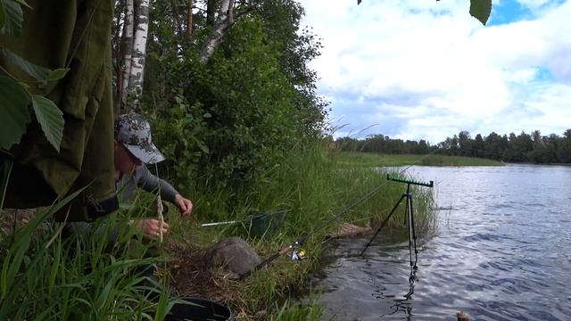 Плотва на горох. Фидерная снасть. I catch roach on peas. Feeder. #рыбалка #фидер #fishing смотреть онлайн