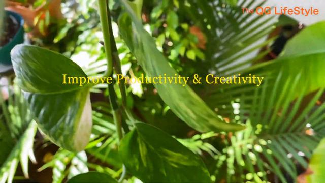 Bring Nature Indoors: Best Houseplants & Their Amazing Benefits! смотреть онлайн