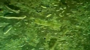 ребятам  о  зверятах   БЕГЕМОТ