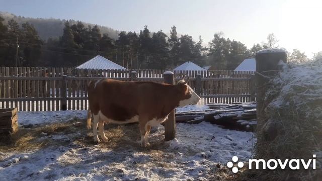 Преклонный возраст коровы - это не приговор! смотреть онлайн