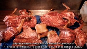 Китайцы едят собак: почему и правда ли это