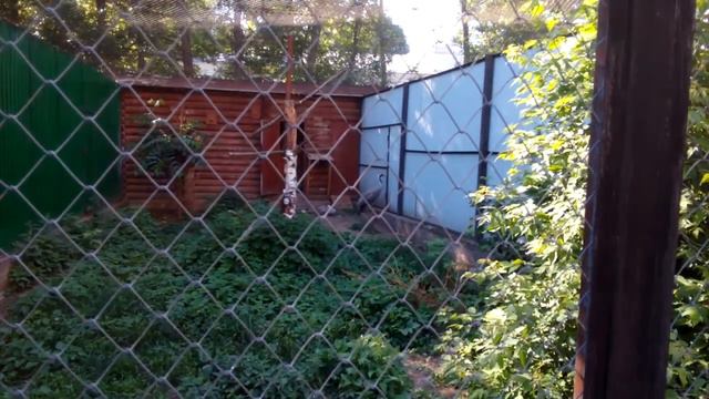Зоопарк. Город Иваново.02.06.2019 смотреть онлайн