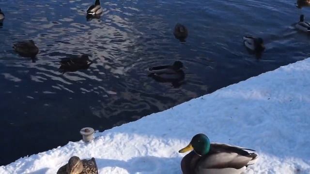 Наконец-то запахло весной в Гатчинском парке! Метелям отбой! Лебеди-брачный танец. смотреть онлайн