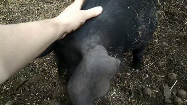 Обзор хозяйства 23.05.2020 смотреть онлайн