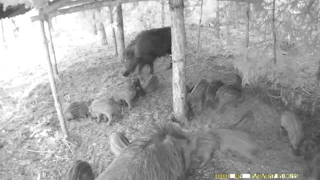 Семейство кабанов на подкормочной площадке охотничьего хозяйства ПО УЗМВ "Волжанка" смотреть онлайн