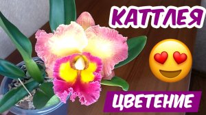 Каттлея Chomthong Fancy «Fireball» ЗАЦВЕЛА!