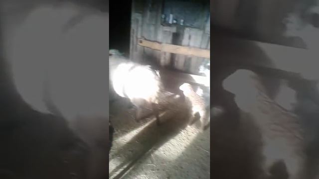 старшая группа окотых овец смотреть онлайн