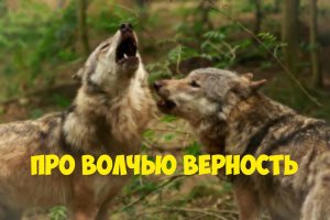 Душераздирающая история про верность волка к своей волчице. Истории из жизни.