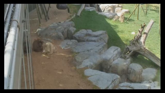 УДИВИТЕЛЬНЫЙ ЖИВОТНЫЙ МИР ( ОБЕЗЬЯНЫ ) смотреть онлайн