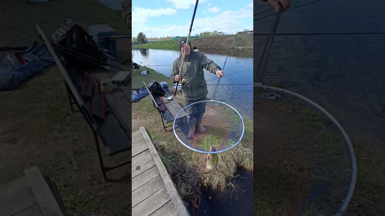 Ловим карпов на поплавок на платном водоеме #рыбалка #shortvideo #fishing #карп #fishingvideo смотреть онлайн