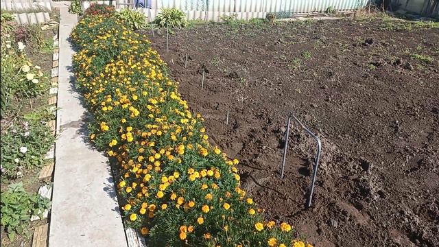 Свёклу собрали. Пионы посадила. У меня новинка😊 гортензия🌺 смотреть онлайн