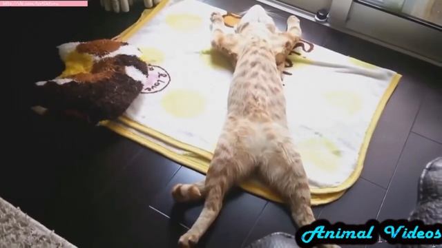 Приколы с животными №143 Ленивые кошки и собаки Смешные животные Animal videos смотреть онлайн