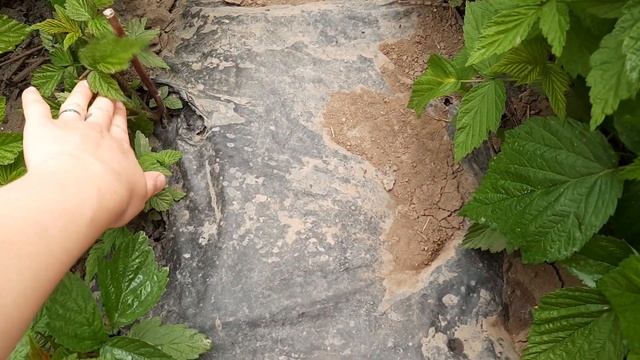Желтый гигант, Кумберленд, Полька выращивание смотреть онлайн