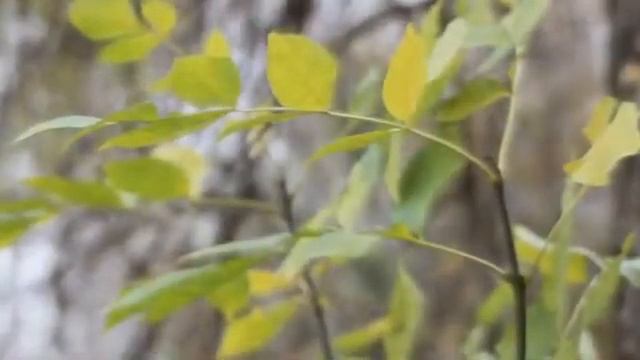 Ильнур Адзитаров Япрак язмышы Межрегиональный национальный онлайн праздник "Питравка 2020" смотреть онлайн