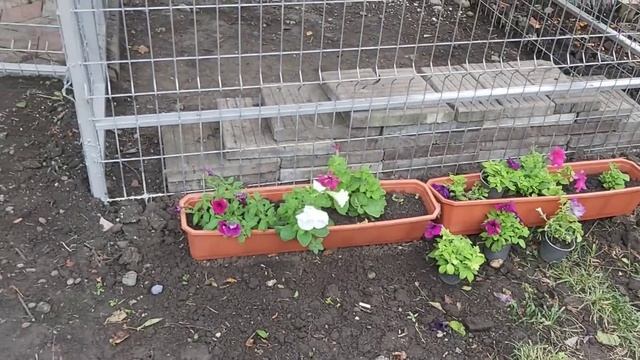 Купила сухарик в АШАНЕ/Покупки из LEROY MERLI/ огород зарос Сорняками/ Кошка снова пришла на завтра смотреть онлайн