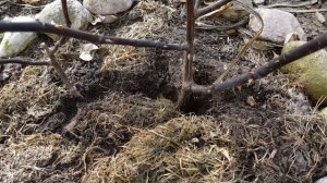 Роза Салли Холмс . Rosa Sally Holmes . После суровой зимы .