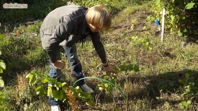 Виноград в Ленинградской области: посадка и уход без хлопот! смотреть онлайн