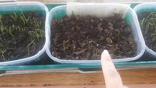 ПИКИРОВКА БАКЛАЖАН. РАССАДА ЧЕРЕЗ НЕДЕЛЮ. смотреть онлайн