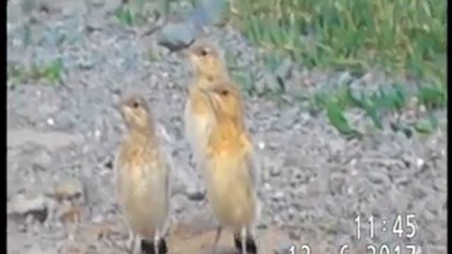 СЕМЕЙНЫЙ ПОРТРЕТ КАМЕНОК ОБЫКНОВЕННЫХ И РУСАК-ХОЛОСТЯК смотреть онлайн