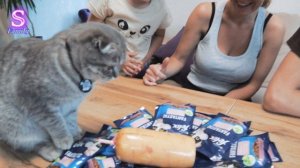 1 год Мавке ? Что Тима и Эмма подарили кошке на ДЕНЬ РОЖДЕНИЯ ??