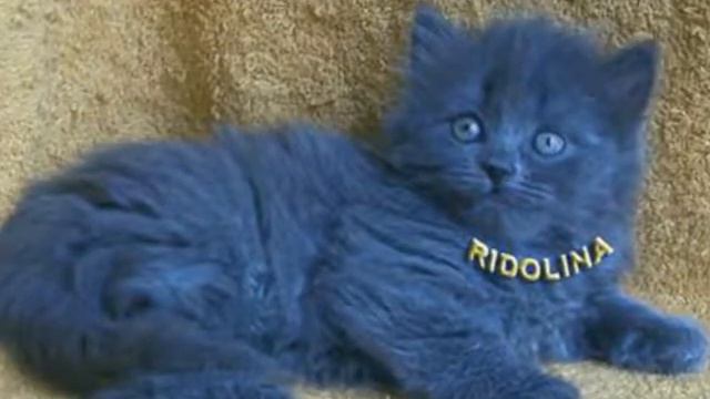 4кота и 1 собака открытие нового конала смотреть онлайн